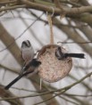 /album/my-local-birding-gallery/a3-long-tailed-tits-on-coconut-feeder-jpg/